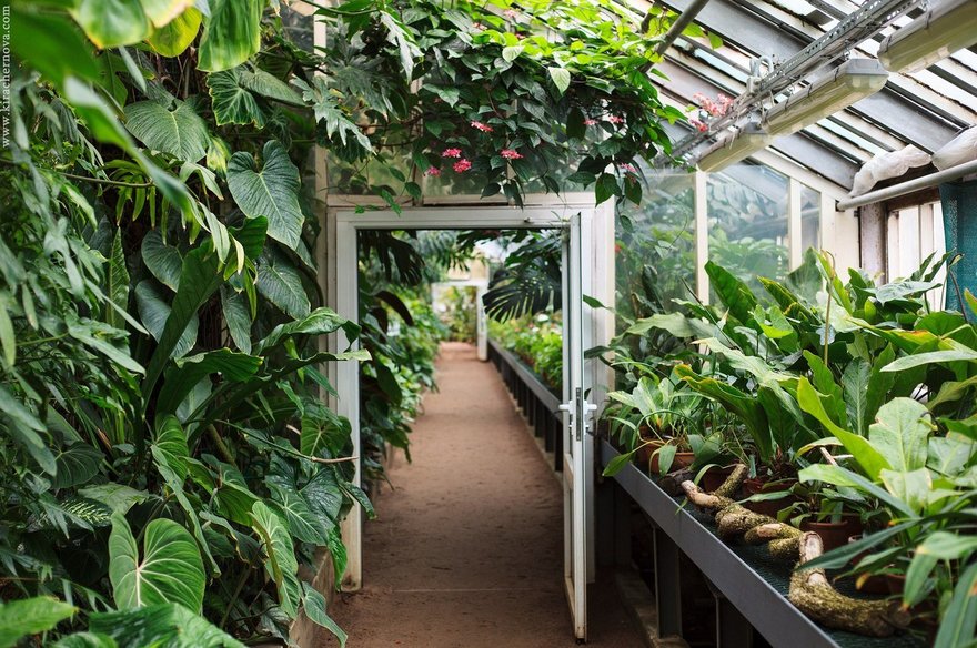 Ботанический сад ищет волонтёров на октябрь для облагораживания территории 