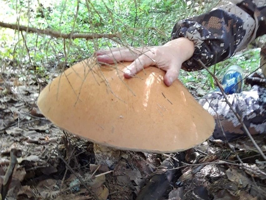 Больше человеческой головы: под Выборгом нашли гигантский гриб