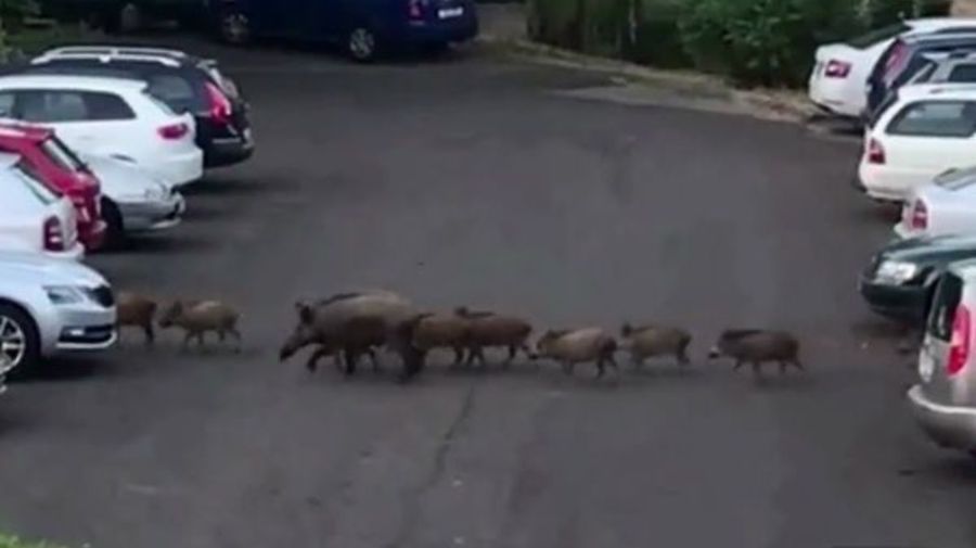 Многодетная семья кабанов попала в кадр во Всеволожске