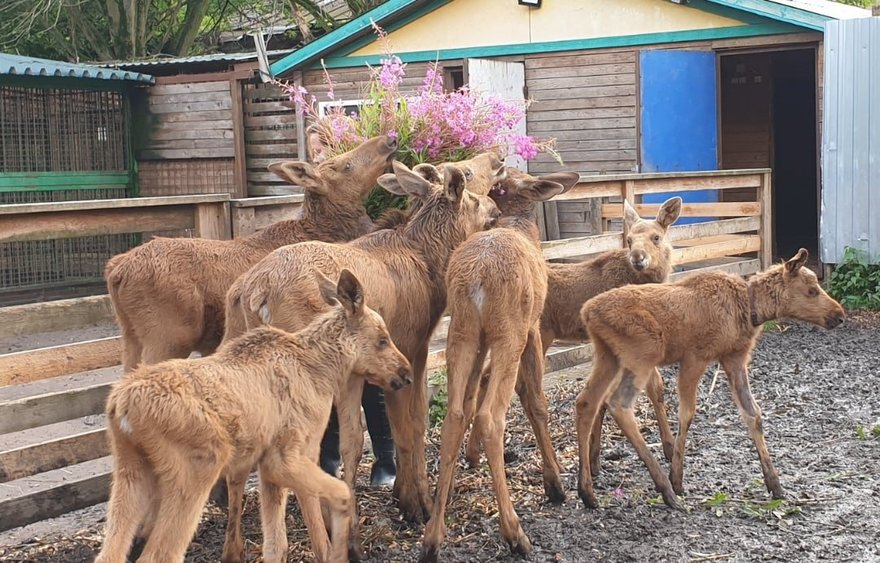 Центр помощи диким животным «Велес» просит петербуржцев помочь с веточным и травяным кормом для лосят и других подопечных