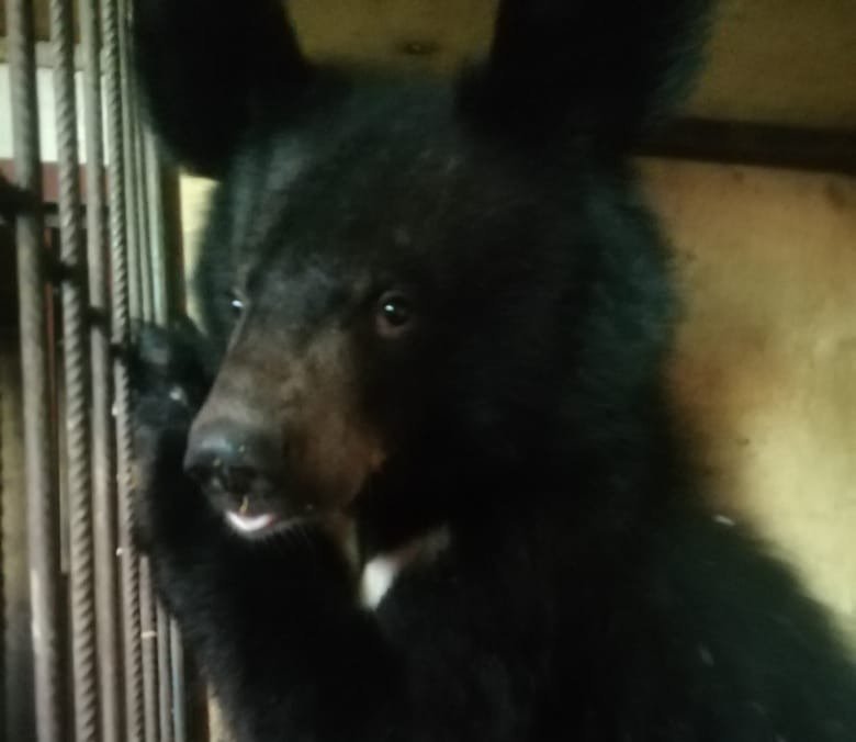 Петербуржцы помогли оставшимся без еды медведям из закрытого цирка-шапито