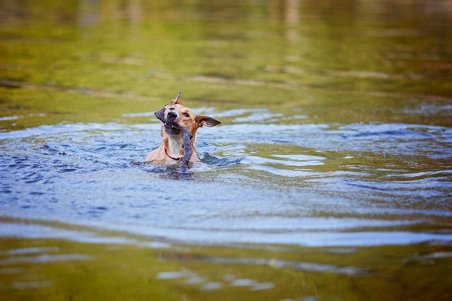 Петербуржец спас собаку из Невы, затащив её в лодку