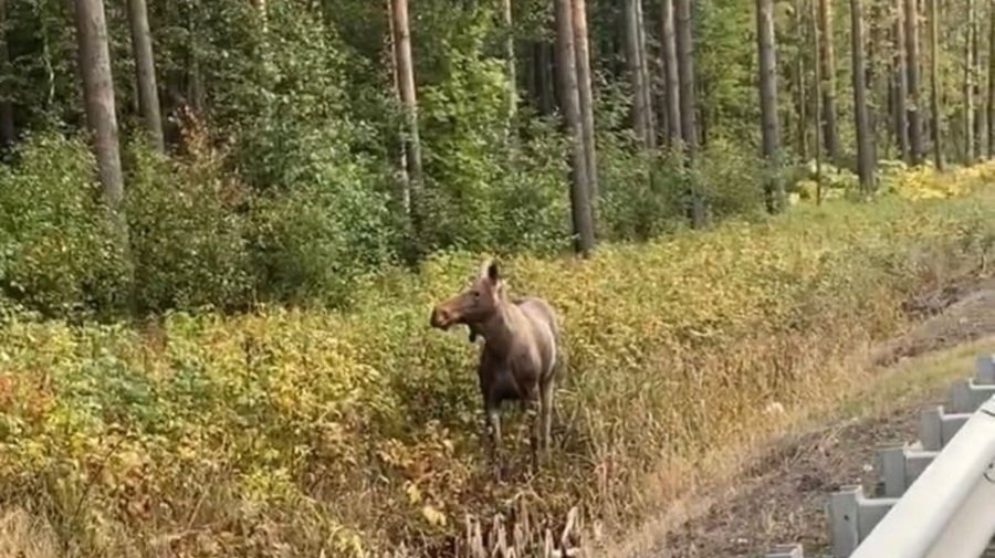 Под Петербургом заметили гуляющую рядом с трассой лосиху