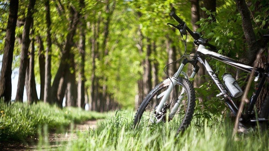 В ЦПКиО могут запретить велосипеды и электросамокаты