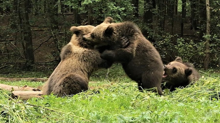Спасенных медвежат выпустили на волю в Ленобласти