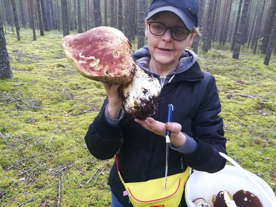 Белый гриб весом более килограмма найден в Ленобласти