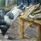 Международная выставка «Портрет кошки»