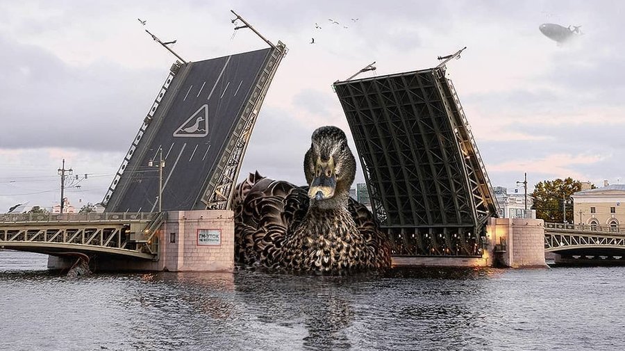 Гигантская утка проплыла под разводным мостом на Неве (но это не точно)