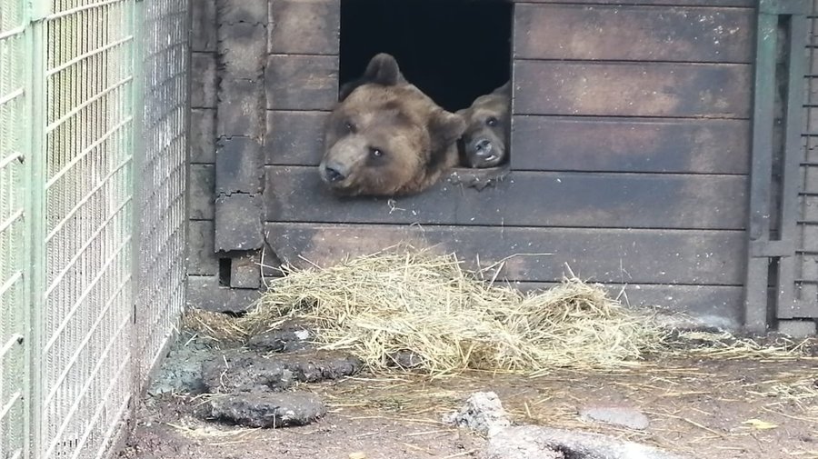 Первый медведь впал в спячку в центре помощи диким животным «Велес»