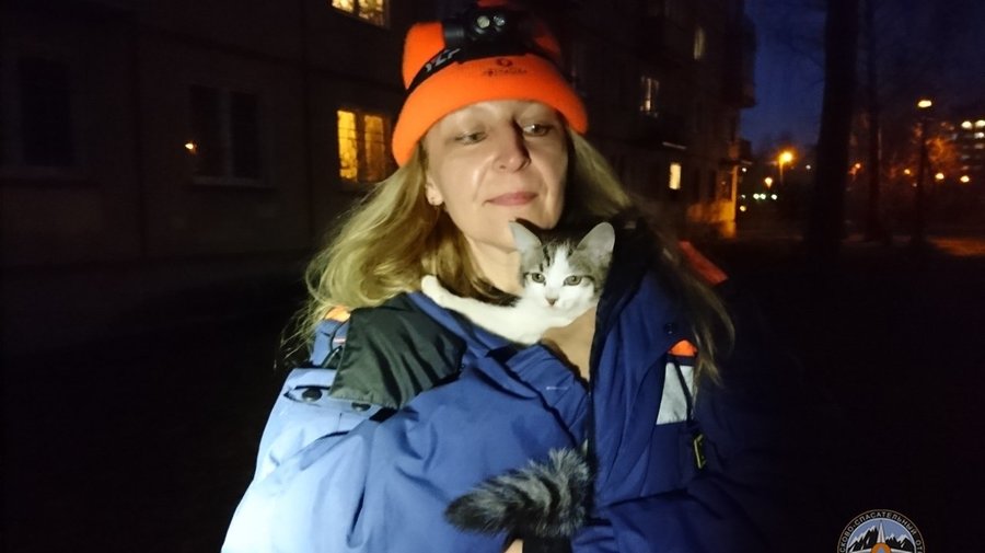 В Петербурге и области за трое суток спасли семь кошек