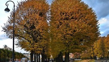 Самые красивые аллеи Санкт-Петербурга