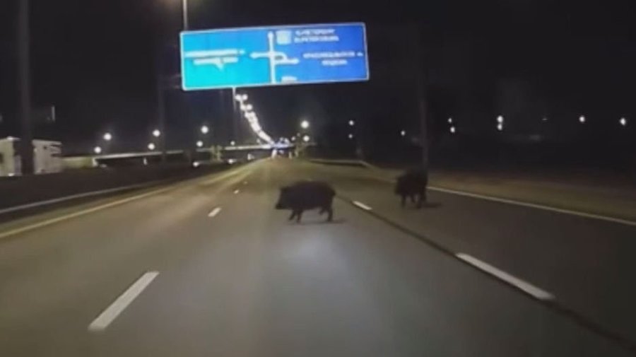 Прогулка двух кабанов по Красносельскому шоссе попала на видео
