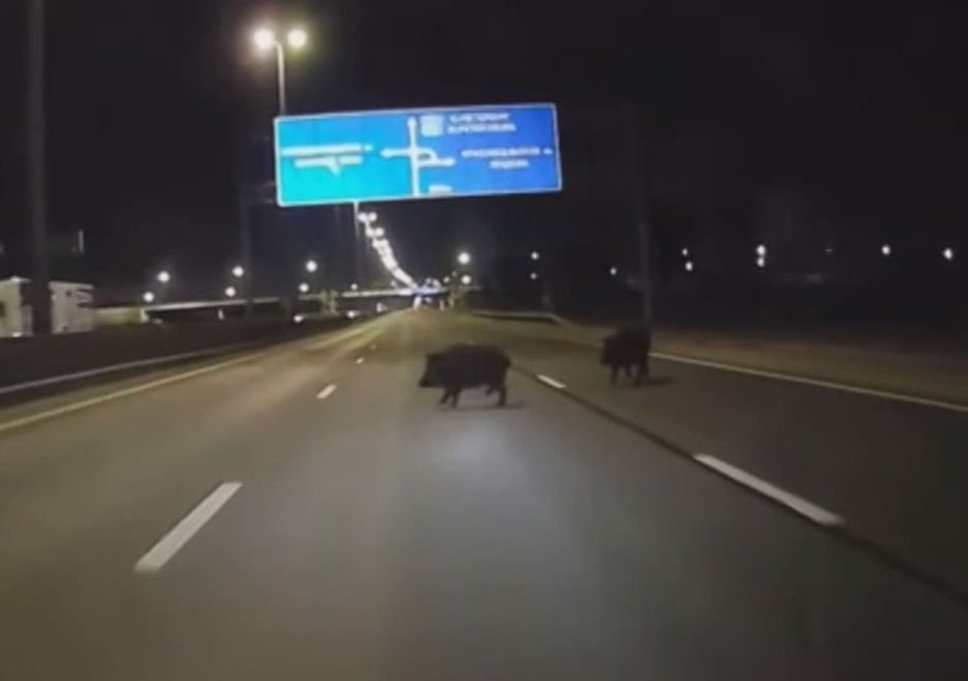 Прогулка двух кабанов по Красносельскому шоссе попала на видео
