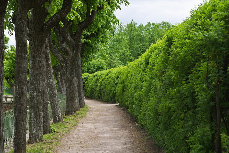 В Гатчинском парке для посетителей открыли восстановленный Липовый сад