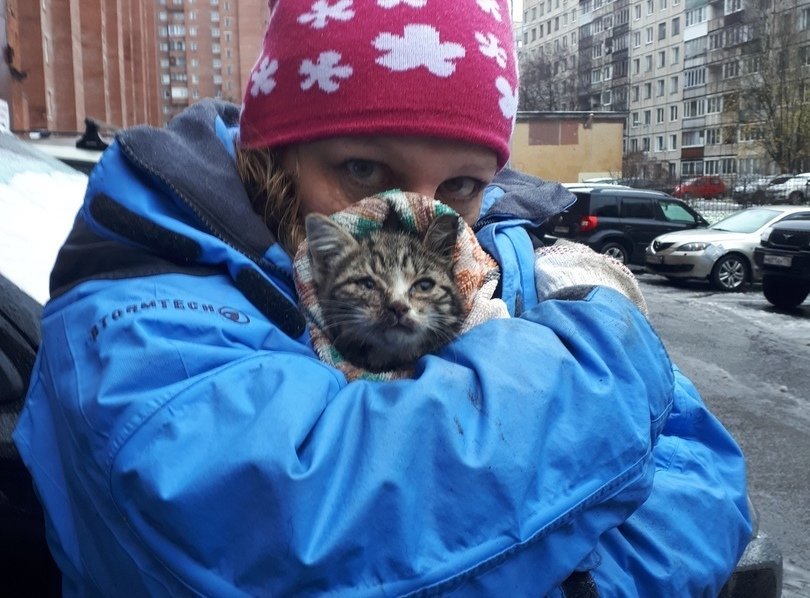 Застрявшего котенка дважды спасли на проспекте Художников