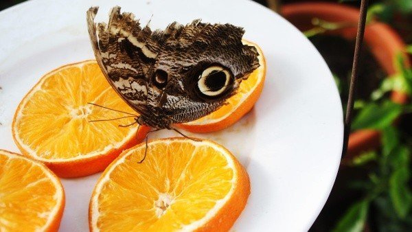 Ботанический сад «Ботания»