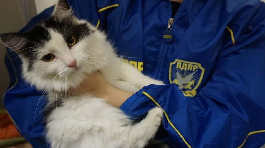Петербургский кот Карасик вступил в ЛДПР