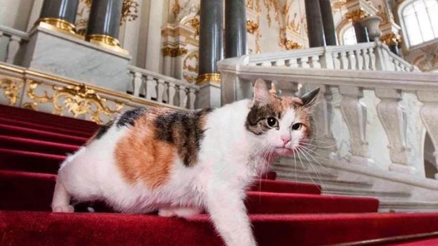 Эрмитажным котам оставили наследство во Франции