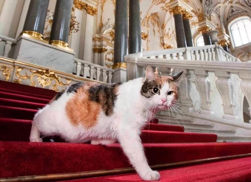 Эрмитажным котам оставили наследство во Франции