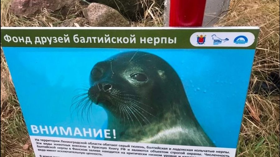 Плакаты о балтийских нерпах появились на пляжах Петербурга