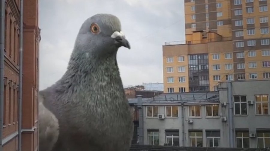 В Петербурге заметили гигантского голубя