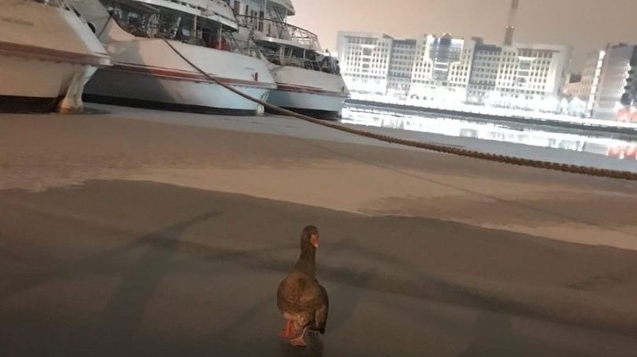 Травмированного гуся спасли в Петербурге