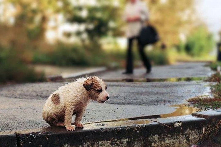 В Петербурге и по всей стране хотят создать сеть приютов для бездомных животных