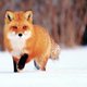 Биолог объяснил, почему в Петербурге все чаще замечают лис