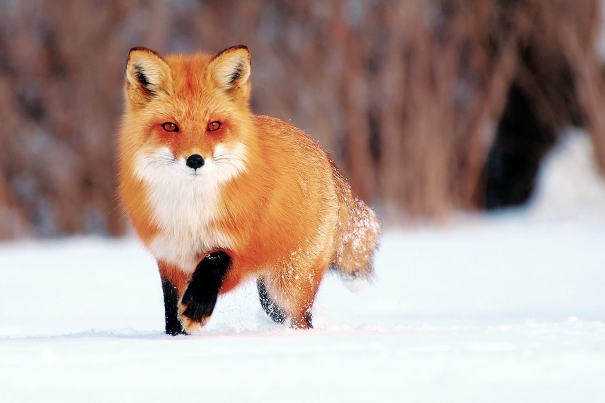 Биолог объяснил, почему в Петербурге все чаще замечают лис