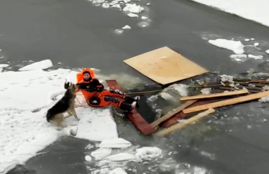 Со льдины в Кронштадте спасли собаку