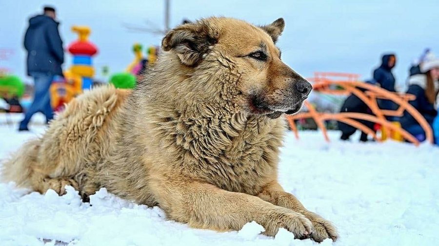 Псу Кефиру из Соснового Бора завели странички в соцсетях, где он делится фотографиями своей жизни