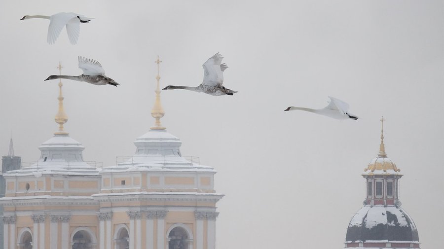В Петербурге заметили летящих над городом лебедей-шипунов
