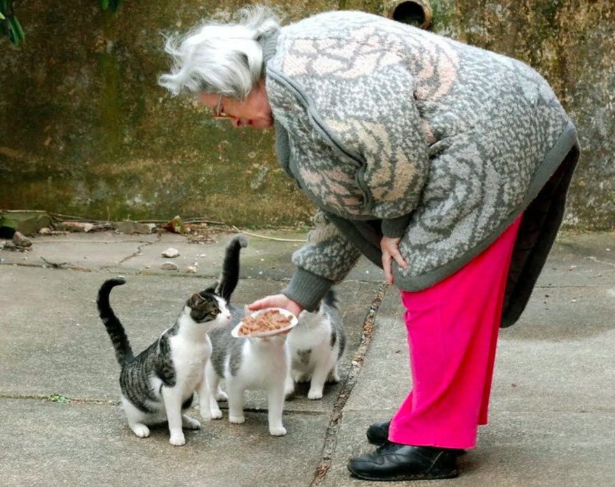 Сердобольным бабушкам Петербурга помогут кормить котов волонтёры