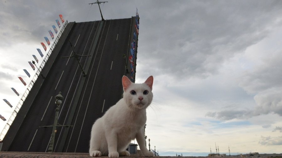 В Петербурге проведут котоперепись культурных котиков