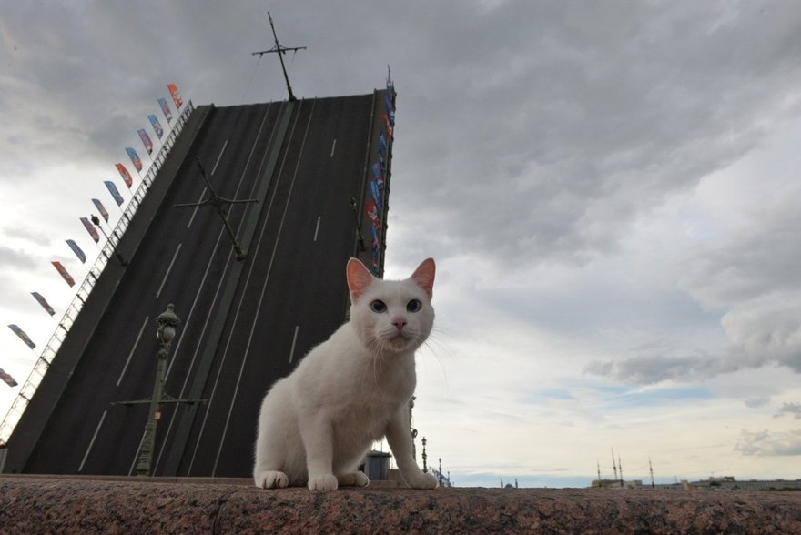 В Петербурге проведут котоперепись культурных котиков