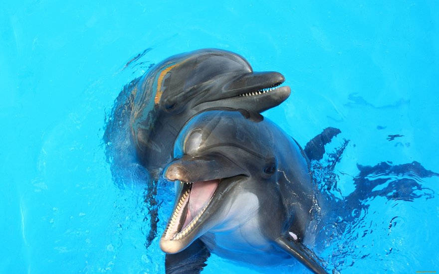 Дельфинарии могут закрыться по всей России