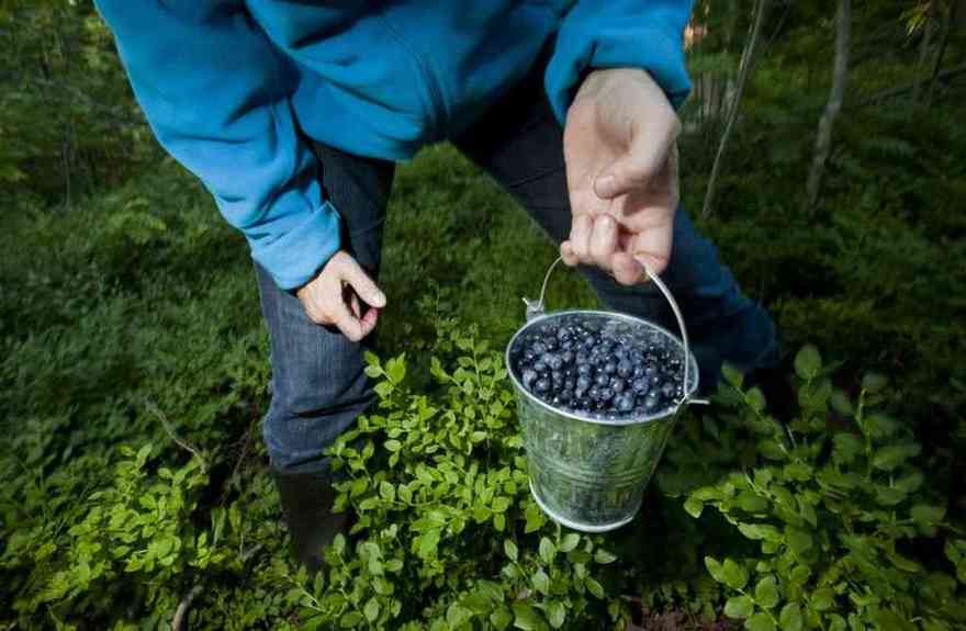 В Петербурге открылась вакансия сборщика ягод в Финляндии с зарплатой 220 тысяч рублей
