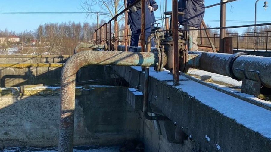 Енотовидную собаку спасли в Ленинградской области