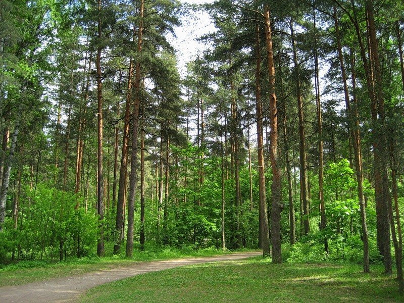 Сосновка парк в санкт петербурге