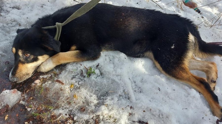 Собаку спасли от живодёра в Ленобласти