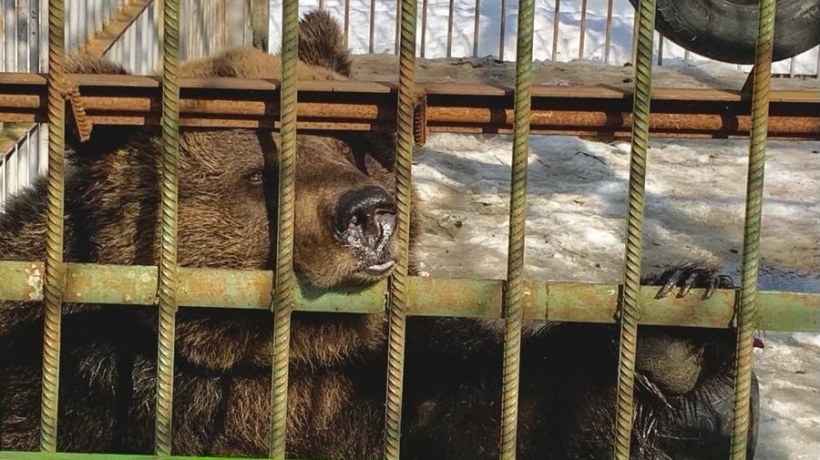 В центре «Велес» в Ленобласти проснулась самая эмоциональная медвежья пара