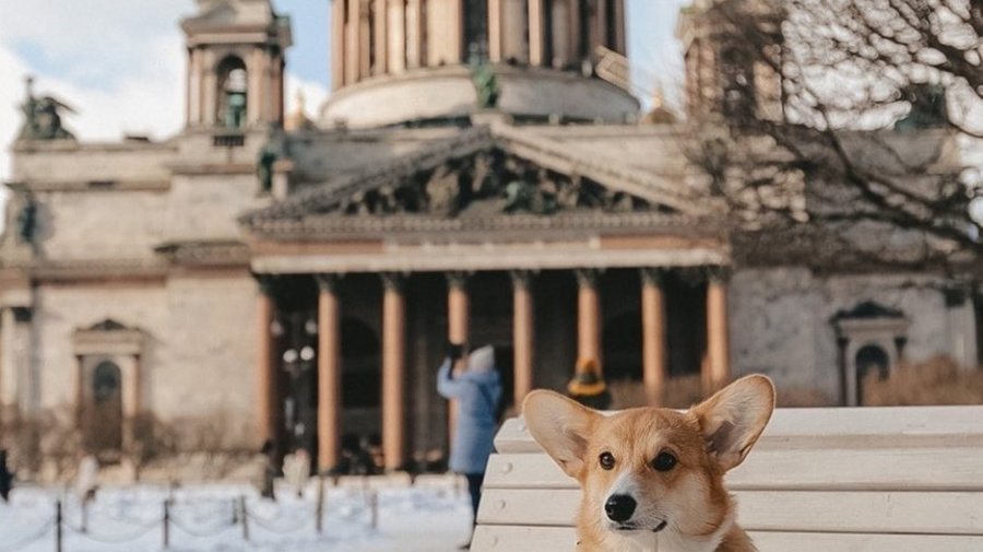 В Петербурге снова ожидают снег
