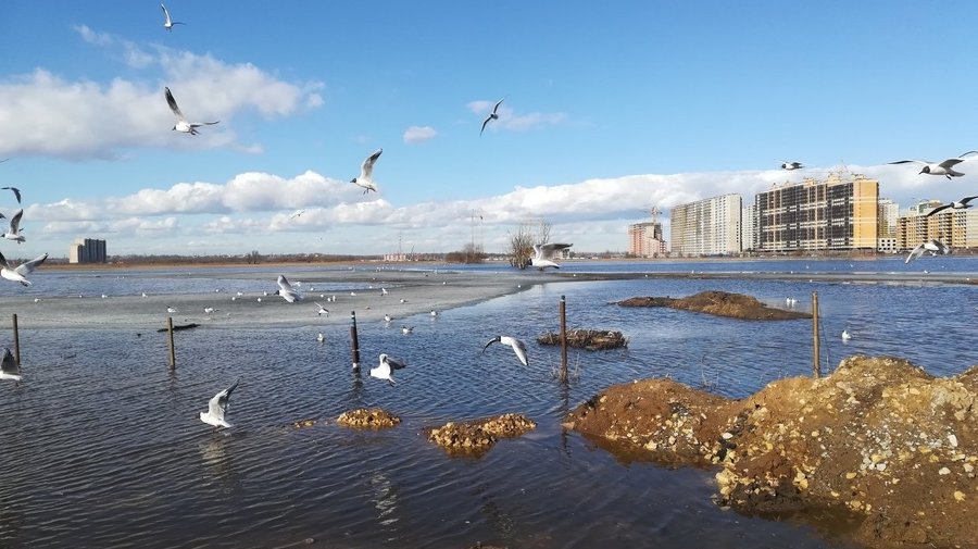 Петербуржцы «восхищаются» новым курортным районом — «Морино»