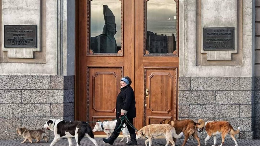 В Петербурге отменят закон, запрещающий иметь много домашних животных