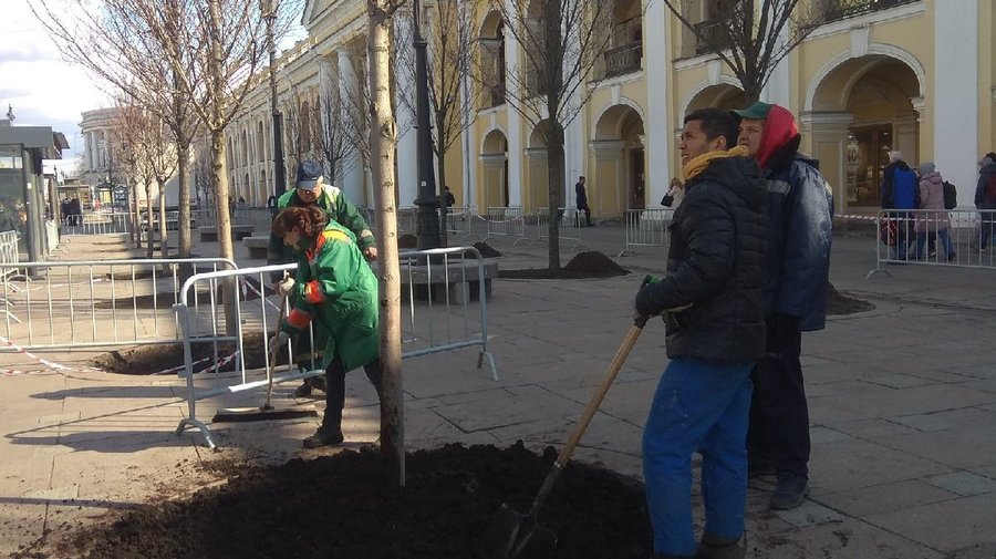 У петербургского Гостиного Двора восстанавливают липовую аллею