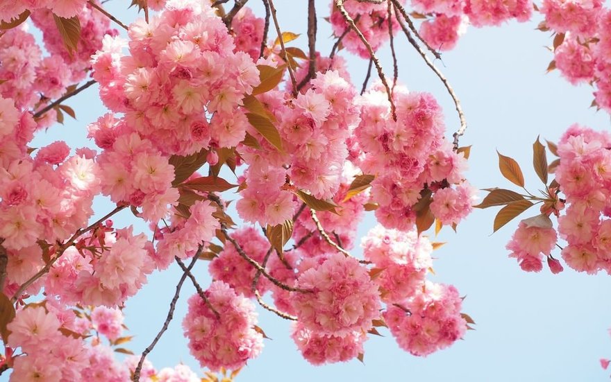 В петербургском Ботаническом саду появился календарь цветения сакуры