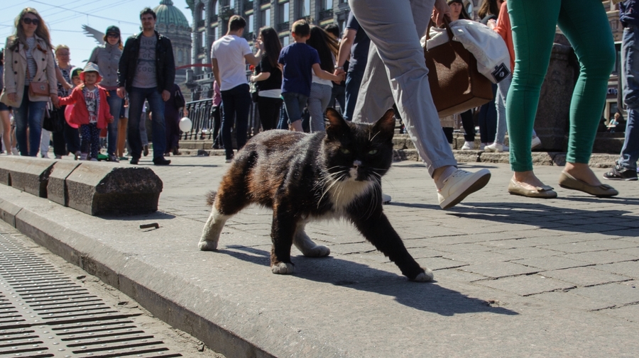 В конце недели в Петербурге установится ясная погода