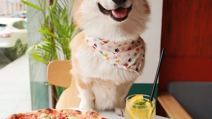 BOLLA PIZZA
