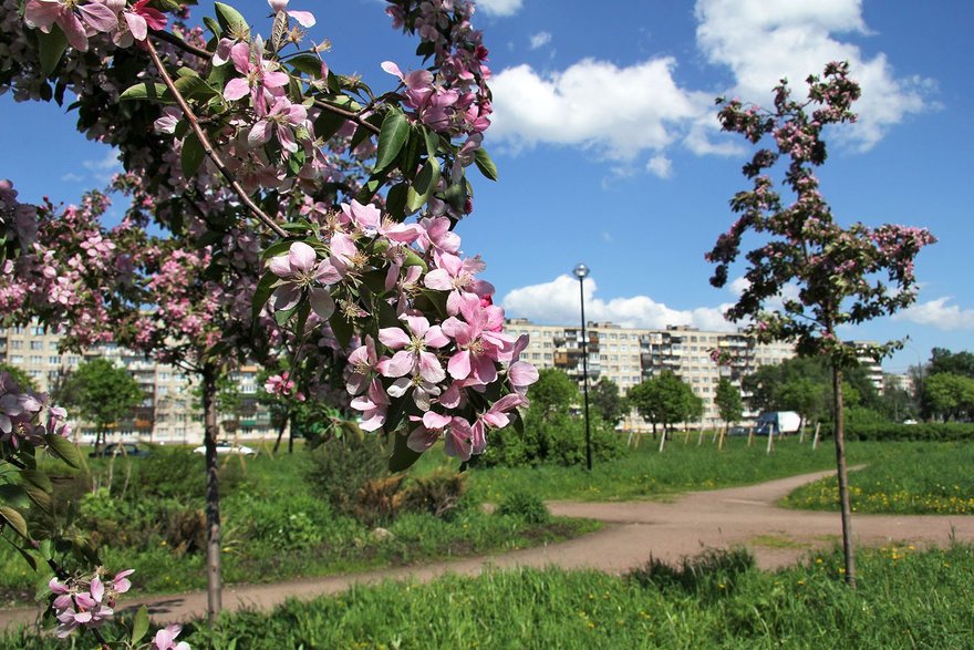 Яблоневый сад во Фрунзенском районе