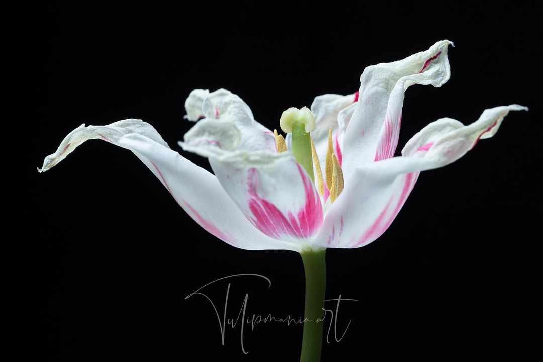 Фотовыставка «Портреты тюльпанов»